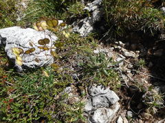 Biscutella laevigata laevigata