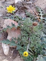 Cota tinctoria