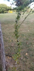 Larix kaempferi
