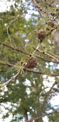Larix kaempferi