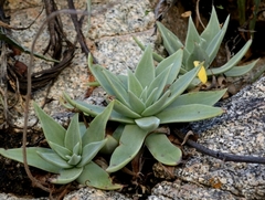 Dudleya nubigena