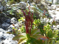 Rhododendron hirsutum