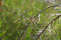 Evergestis frumentalis
