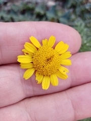 Cota tinctoria