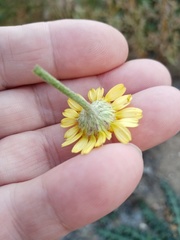 Cota tinctoria