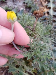 Cota tinctoria
