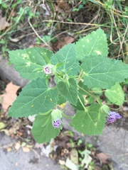 Pavonia lasiopetala
