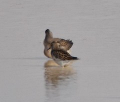 Calidris melanotos