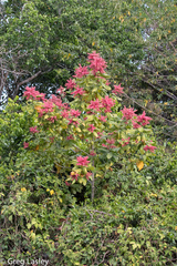 Triplaris americana