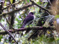 Turdus plebejus