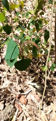 Homalanthus stillingiifolius