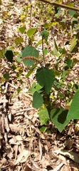 Homalanthus stillingiifolius