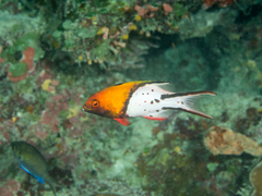 Lyretail Hogfish photo 4