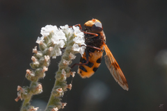 Volucella elegans