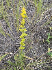 Solidago nemoralis decemflora
