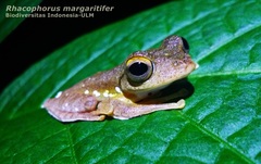 Rhacophorus margaritifer