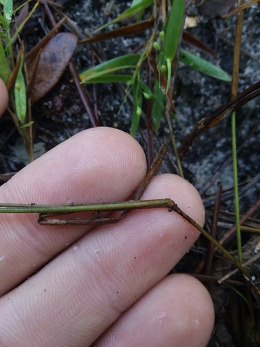 Image of Hemlock Witchgrass (Dichanthelium portoricense) by (c) Will McFarland, some rights reserved (CC BY)