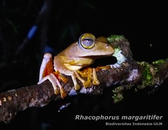 Rhacophorus margaritifer