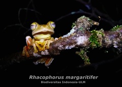 Rhacophorus margaritifer