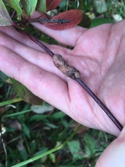 Neolasioptera cornicola