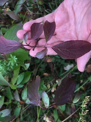 Neolasioptera cornicola