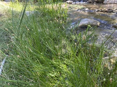 Eleocharis montevidensis