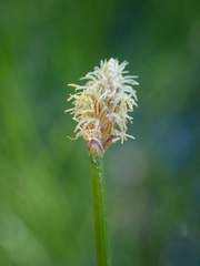 Eleocharis montevidensis