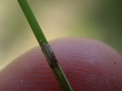Eleocharis montevidensis