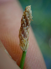 Eleocharis montevidensis
