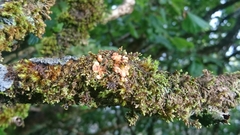 Hypocreopsis rhododendri