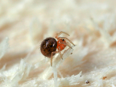Ruborridion musivum