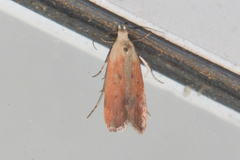 Anacampsis fullonella