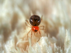 Ruborridion musivum