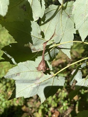 Mastophora