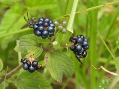 Polybia plebeja