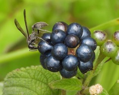 Polybia plebeja