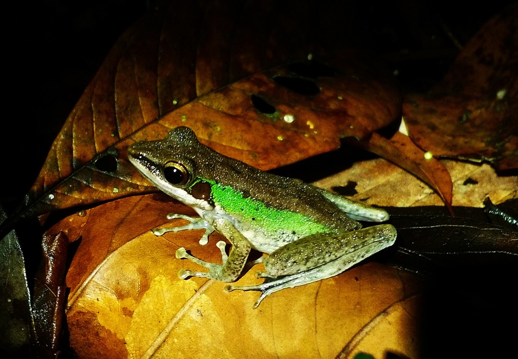 Large White-lipped Frog