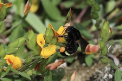 Bombus mexicanus