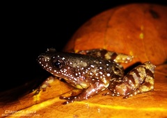 Chaperina fusca
