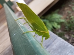 Paracaedicia serrata