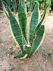 Sansevieria trifasciata