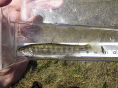 Salvelinus