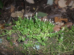 Peperomia berlandieri