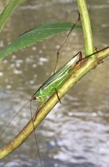 Orchelimum pulchellum