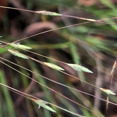 Eragrostis refracta