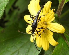 Strangalia melampus