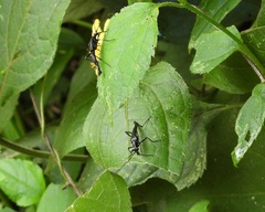 Strangalia melampus