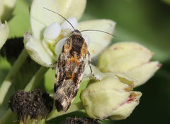 Spragueia jaguaralis