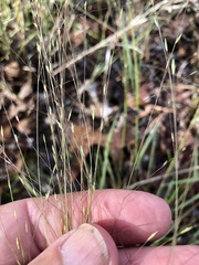 Eragrostis refracta