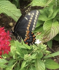 Papilio polyxenes
